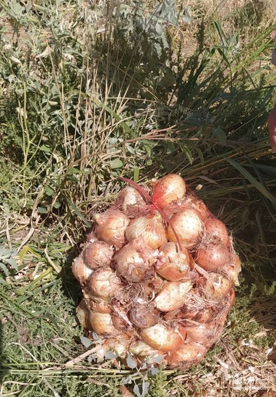 فروش پیاز زرد