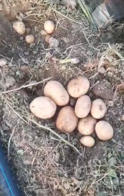 فروش سیب زمینی