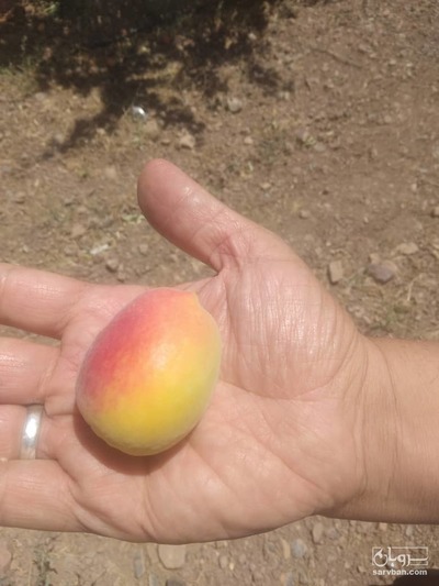 فروش زردآلو