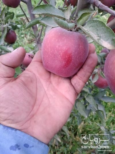 فروش سیب قرمز