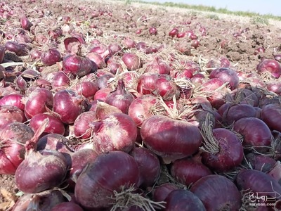 فروش پیاز قرمز