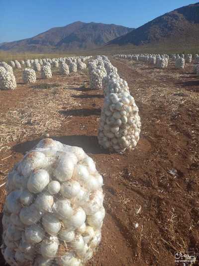 فروش پیاز سفید