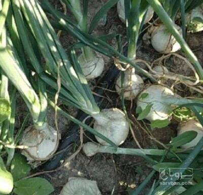 فروش پیاز سفید