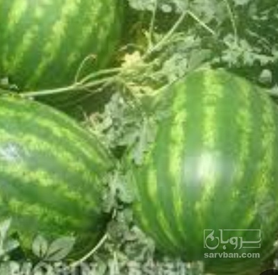 فروش هندوانه گرد