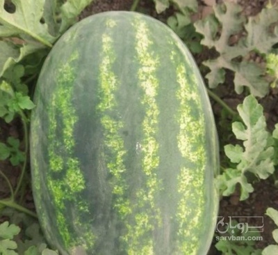 فروش هندوانه بیضی