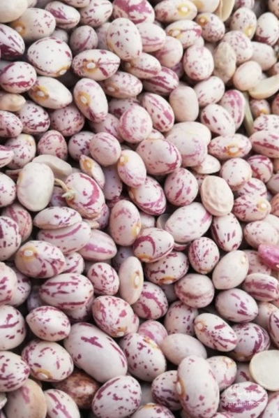 فروش لوبیا چیتی