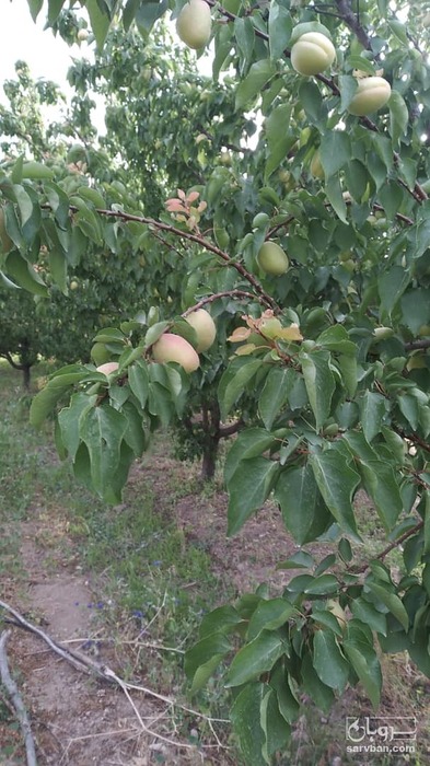 فروش زردآلو