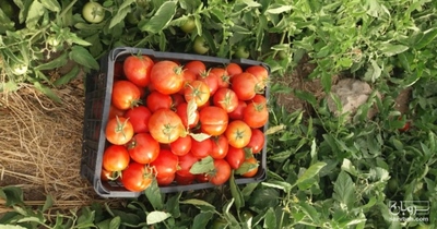 فروش گوجه فرنگی متین