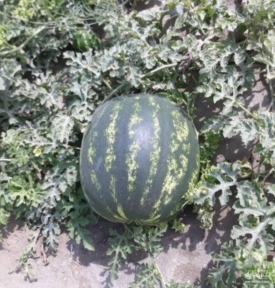 فروش هندوانه گرد میکادو