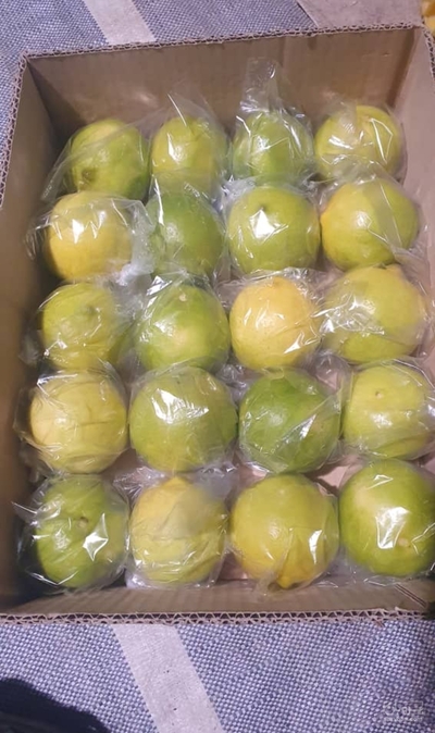 فروش لیمو شیرین