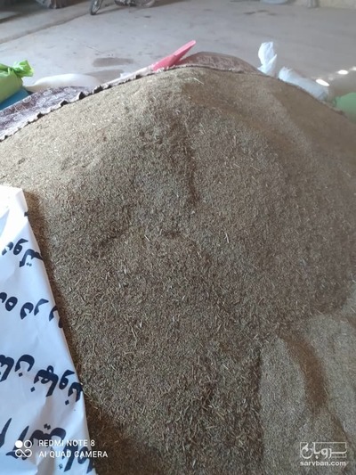 فروش تخم گشنیز