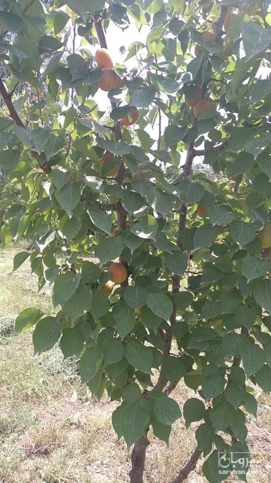 فروش زردآلو