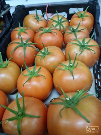 فروش گوجه فرنگی هیدروپونیک گلخانه ایی دافنیس