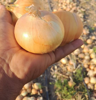 فروش پیاز زرد