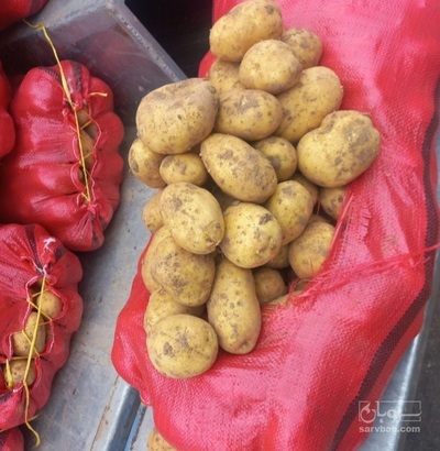 فروش سیب زمینی جلی