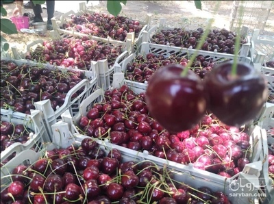 فروش گیلاس تک دانه