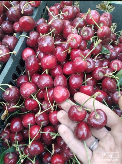 فروش گیلاس تک دانه