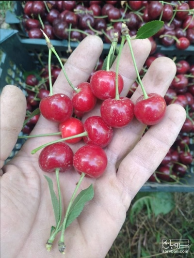 فروش گیلاس گوشواره ایی