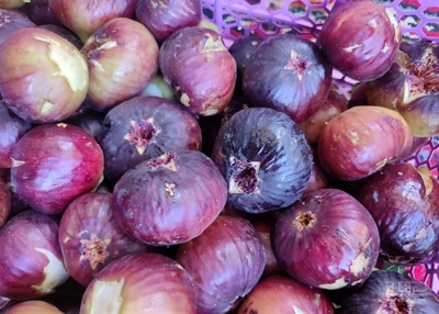 فروش انجیر