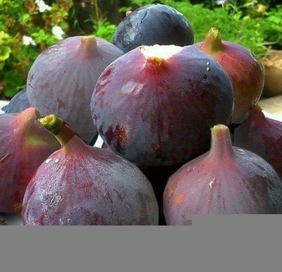 فروش انجیر معمولان