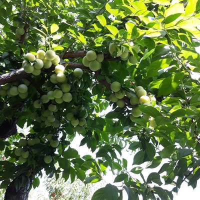 آلو زرد قطره طلا