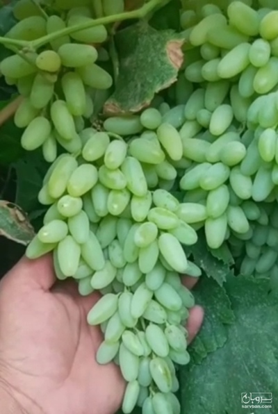 فروش انگور پیکامی