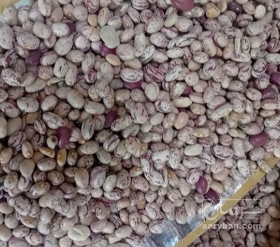 فروش لوبیا چیتی