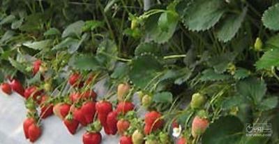 فروش توت فرنگی