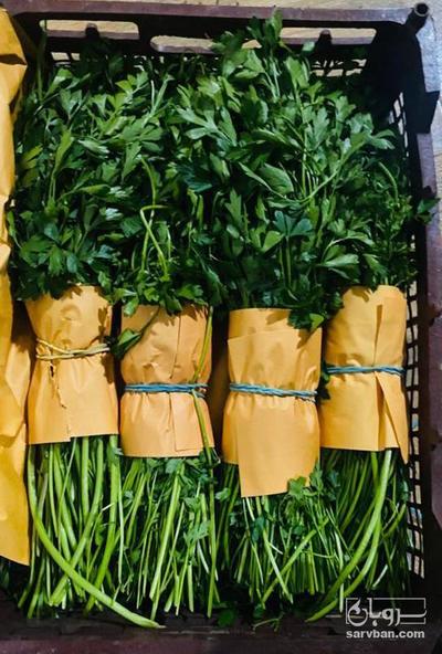 فروش جعفری صادراتی