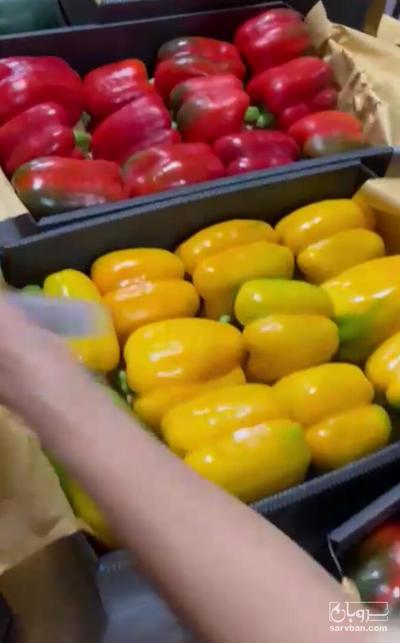 فروش فلفل دلمه ای صادراتی