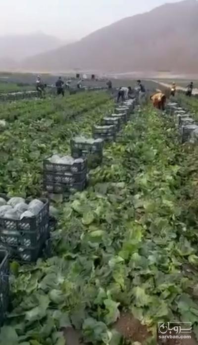 فروش کاهو ایسبرگ