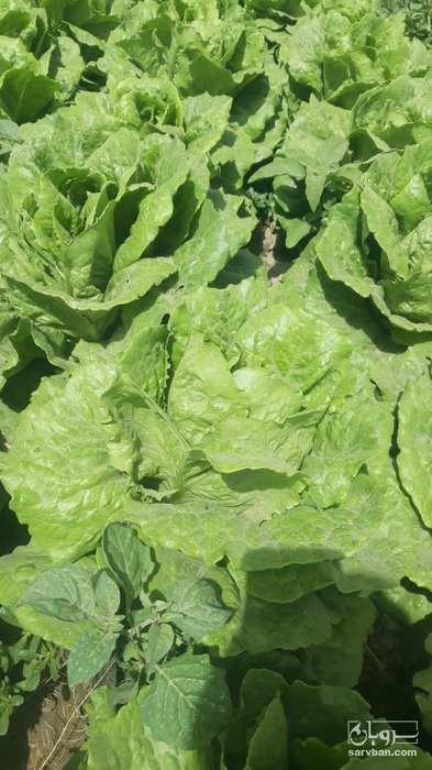 فروش کاهو رسمی