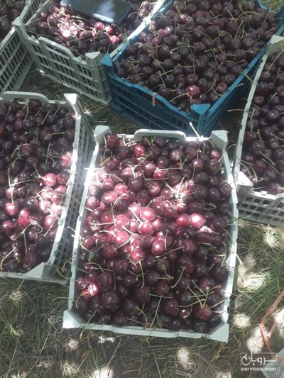 فروش گیلاس تکدانه صادراتی