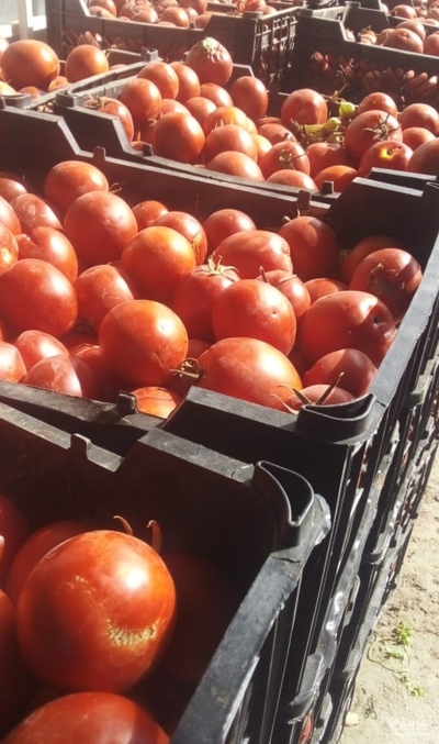 فروش گوجه فرنگی ربی