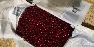 فروش آلبالو