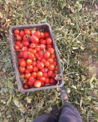 فروش گوجه فرنگی ربی