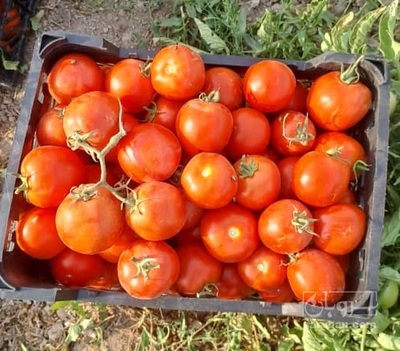 فروش گوجه فرنگی 8042