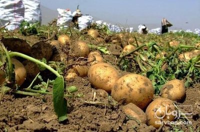 فروش سیب زمینی جلی