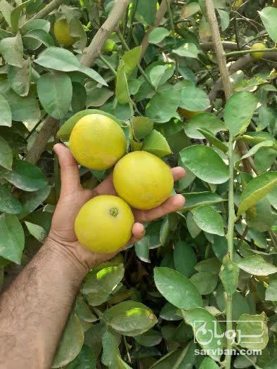 فروش لیموترش