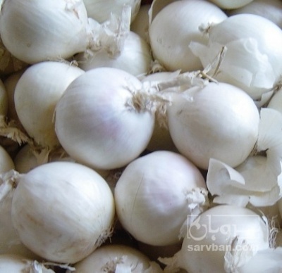 فروش پیاز