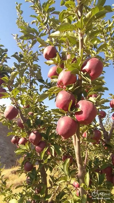 فروش سیب قرمز