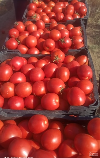 فروش گوجه فرنگی بروبیا