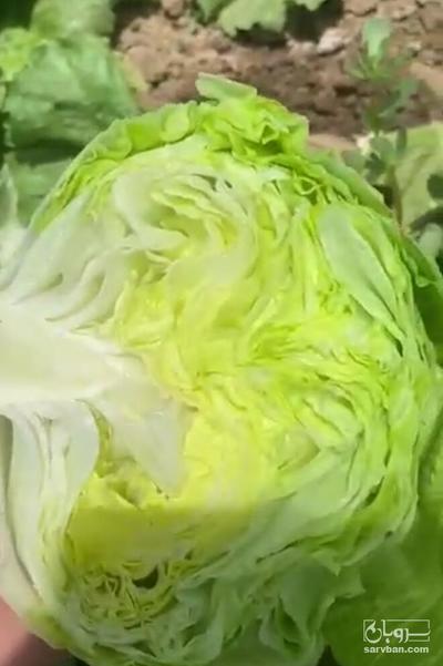 فروش کاهو ایسبرگ