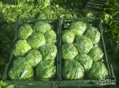 فروش کاهو ایسبرگ