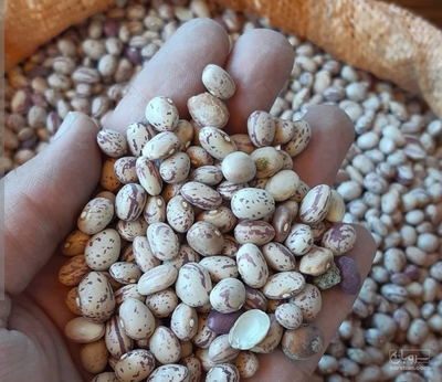فروش لوبیا چیتی