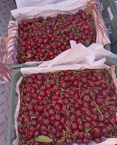 فروش آلبالو پاکستانی