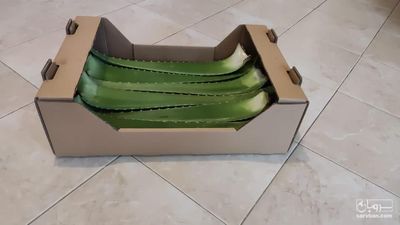 فروش آلوئه ورا صادراتی