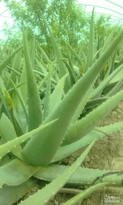 فروش پاجوش آلوئه ورا