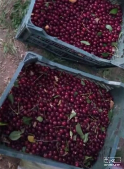 فروش آلبالو