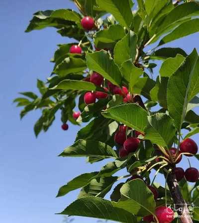 فروش آلبالو